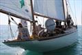 Barbara (1923) enjoys the Viareggio Historical Sails Meeting © P. Maccione