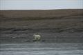 Polar bear, Fort Ross, Nunavut