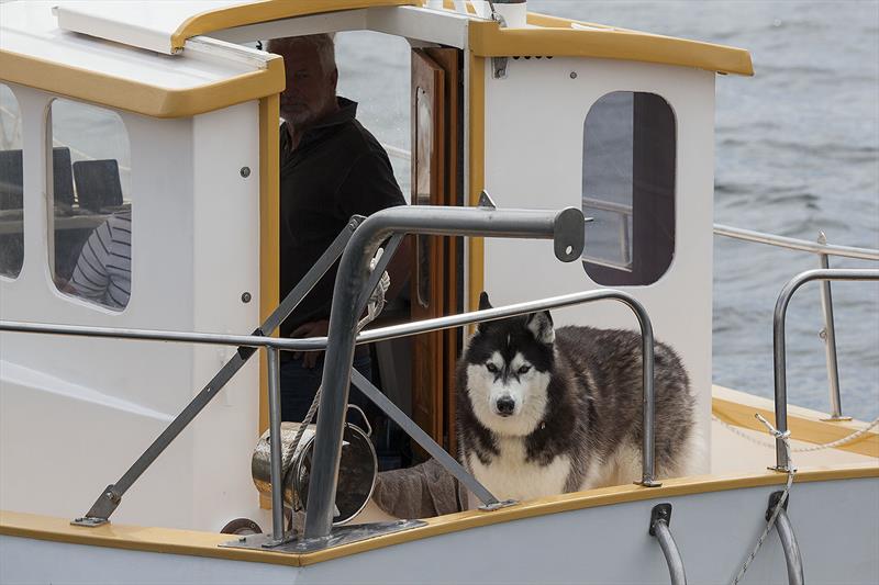 2023 Australian Wooden Boat Festival in Hobart - some were unclear as to all the fuss.. photo copyright John Curnow taken at  and featuring the Classic Yachts class