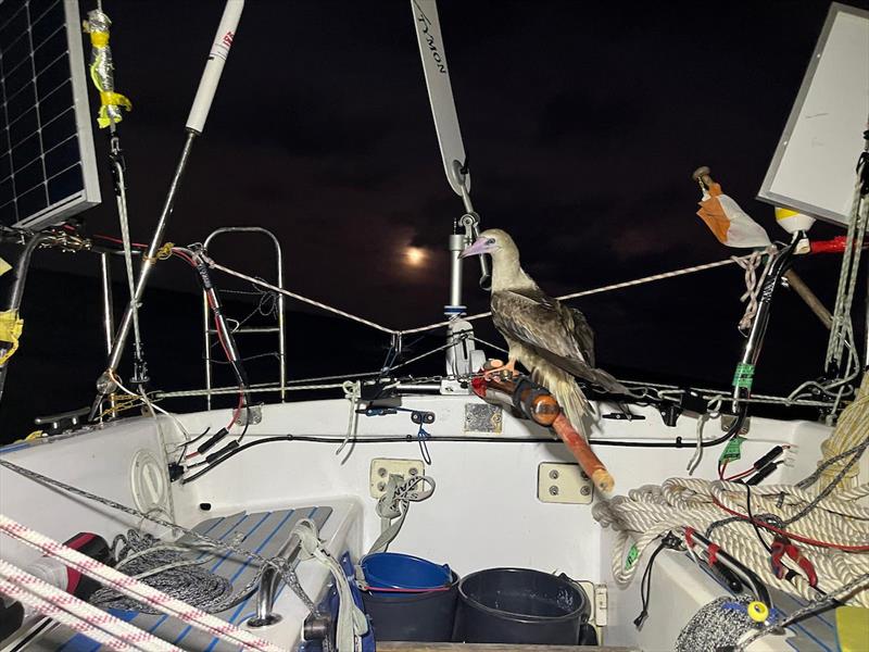 Jakub Ziemkiewicz (#185 BIBI / IE) with five Boobies onboard for the night. This guy just wanted to steer! Other entrants had to fight to keep them outside! - photo © Jakub Ziemkiewicz / MGR2025