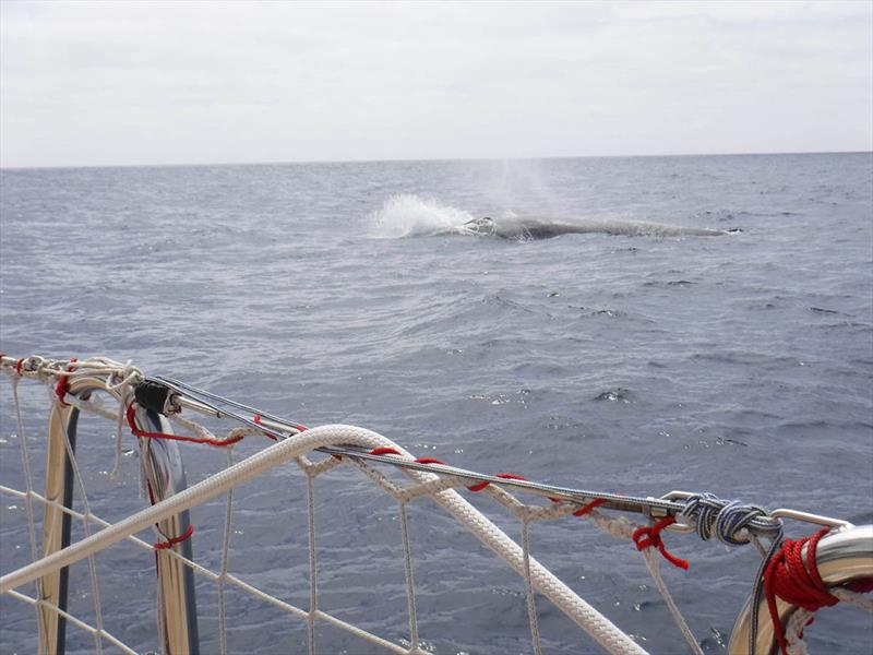 Whale spotted from on board Qingdao photo copyright Clipper Race taken at  and featuring the Clipper 70 class
