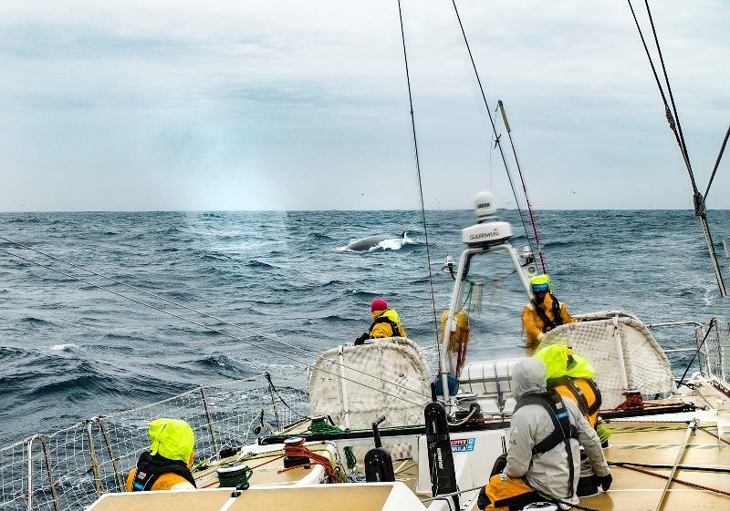 Not alone, Zhuhai were joined by some incredible wildlife - The Clipper Race Leg 3 - Race 4, Day 12 - photo © Clipper Race