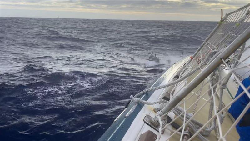 The team on board Ha Long Bay, Viet Nam capture dolphins swimming alongside in the Southern Ocean - The Clipper Race Leg 4 - Race 5, Day 7 photo copyright Clipper Race taken at  and featuring the Clipper 70 class