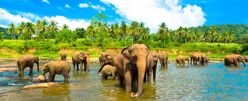 Colombo, Sri Lanka - Elephants in water - photo © The Cruise Village