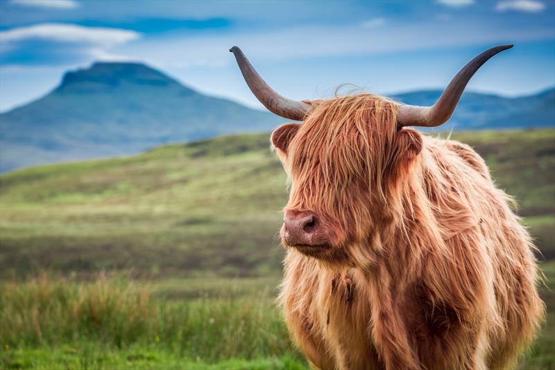 Scotland Highland Cow photo copyright The Cruise Village taken at  and featuring the  class