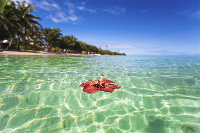 Fiji tropical island hibiscus flower photo copyright Tradewind Voyages taken at  and featuring the  class