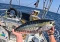 Yellowfin tuna at St Peter and St Paul Rocks - Blue Moon II circumnavigation &copy; Tristan Gourlay