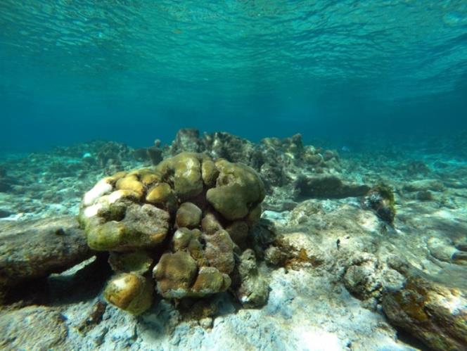 An Orbicella coral reattached after vessels were removed - photo © NOAA Fisheries