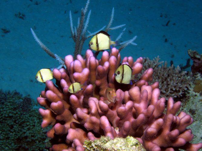 Anemone fish from the Great Barrier Reef, Australia - photo © Laurence Roberts and Mary Anne Unrau