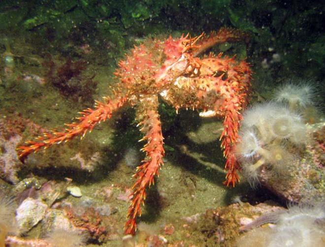 Santolla Crab in Chile - photo © Laurence Roberts and Mary Anne Unrau