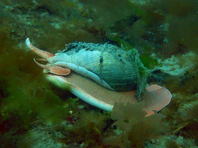Conch Caleta Horno in Argentina - photo © Laurence Roberts and Mary Anne Unrau