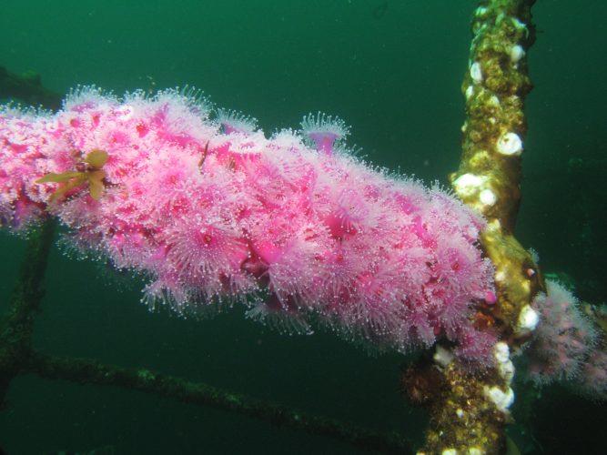 Jewel anemones in New Zealand photo copyright Laurence Roberts and Mary Anne Unrau taken at  and featuring the Cruising Yacht class