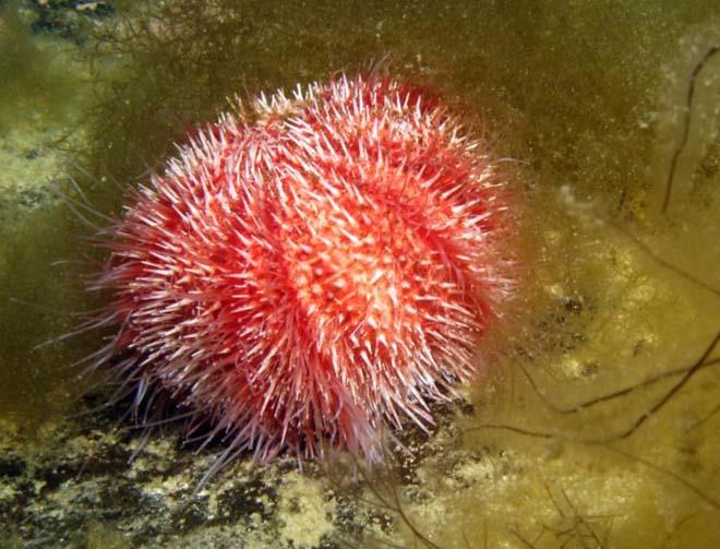 Urchin in Norway - photo © Laurence Roberts and Mary Anne Unrau
