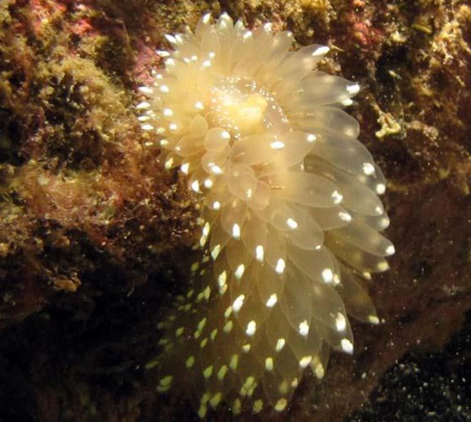 Nudibranch in Chile - photo © Laurence Roberts and Mary Anne Unrau