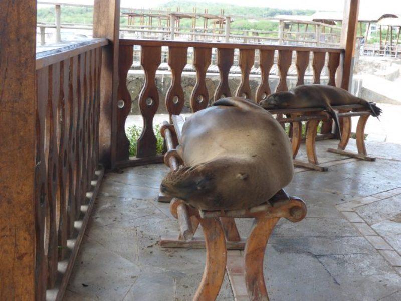 San Cristobal is the island of sea lions! Sea lions on dock seats photo copyright Jane and Russell Poulston taken at  and featuring the Cruising Yacht class