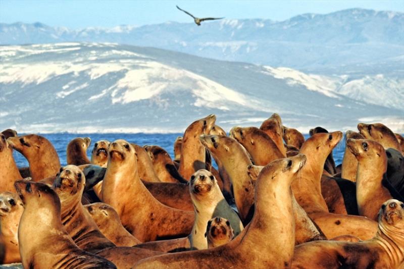 Group of California sea lion adult females and juveniles observing NMFS/NMML biologists at San Miguel Island, California photo copyright NOAA Fisheries taken at  and featuring the Cruising Yacht class