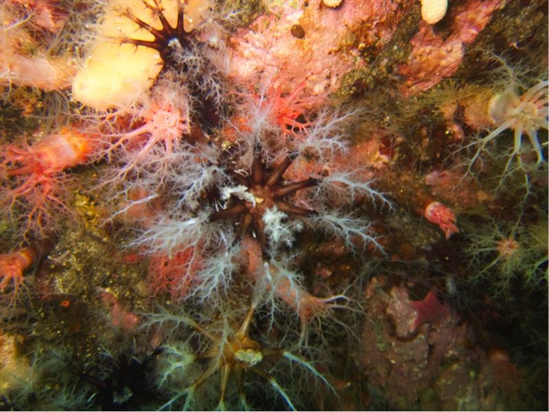 Sea cucumber Heterocucumis steineni photo copyright Gail Ashton taken at  and featuring the Cruising Yacht class