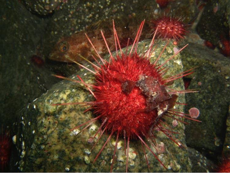 Urchin Sterechinus neumayeri photo copyright British Antarctic Survey taken at  and featuring the Cruising Yacht class