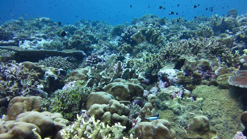 A thriving coral reef community at Hotsarihie, Republic of Palau. A research team led by WHOI identified a detailed mechanism showing how ocean acidification affects coral skeletons, giving scientists a way to predict where corals will be more vulnerable photo copyright Hannah Barkley, Woods Hole Oceanographic Institution taken at  and featuring the Cruising Yacht class