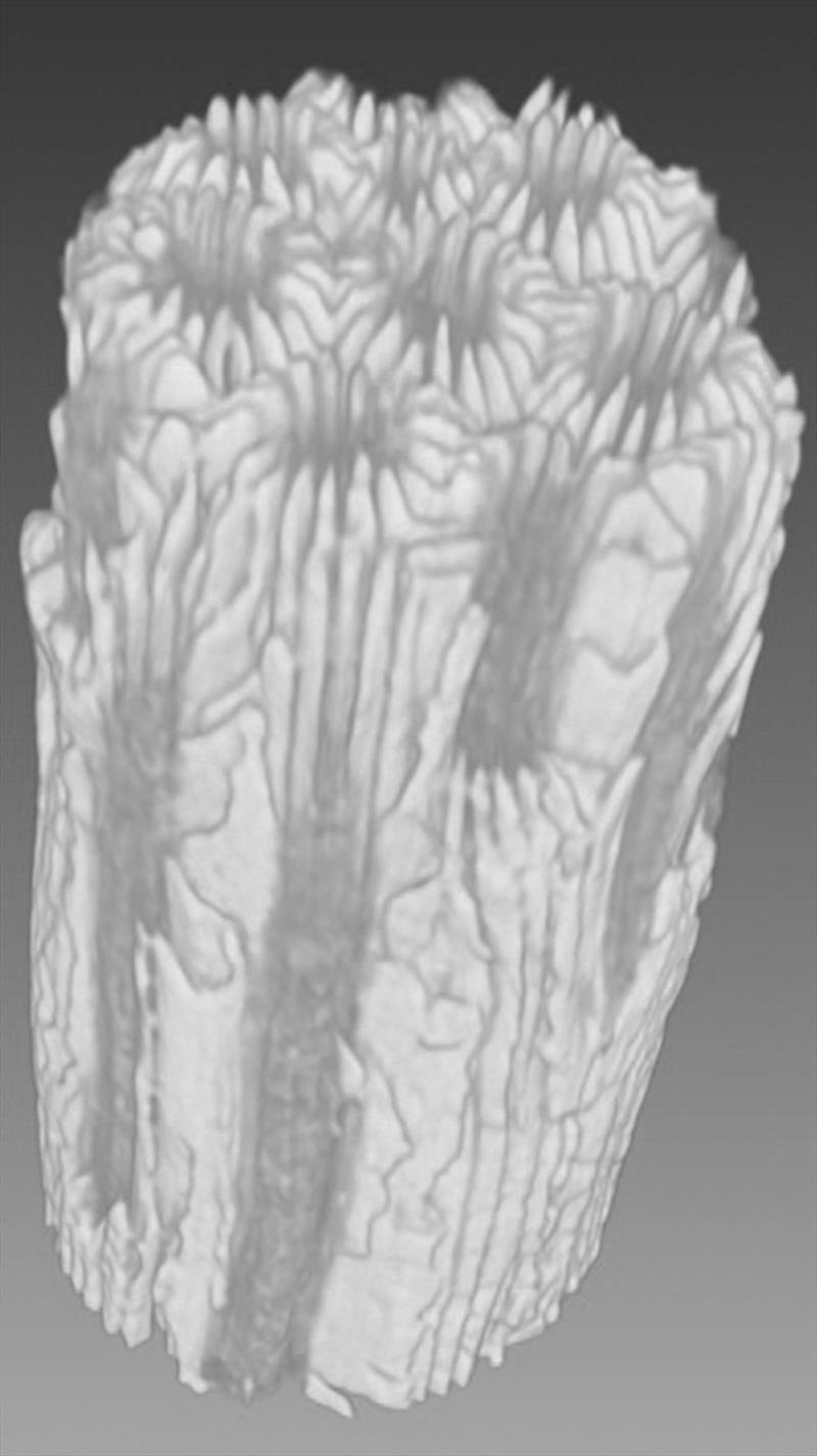 A 3-D CT scan reconstruction of a core sample of a coral skeleton - photo © Anne Cohen Lab, WHOI