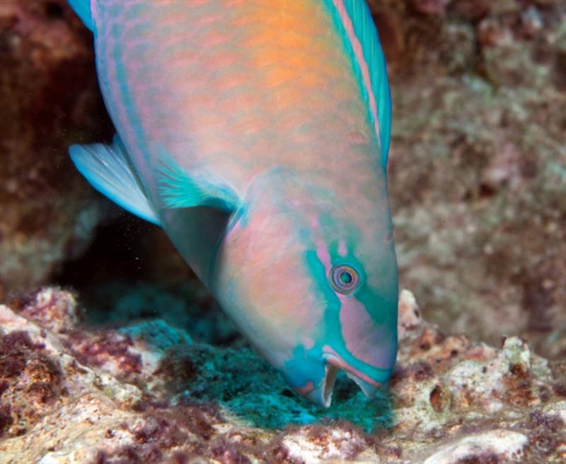 A brightly colored male bullethead parrotfish (Chlorurus spilurus) feeds on protein-rich microbes on and within the reef substrate. Wave action affects the quantity and quality of these resources, affecting growth and resultant body size of parrotfishes. - photo © Steven Lindfield
