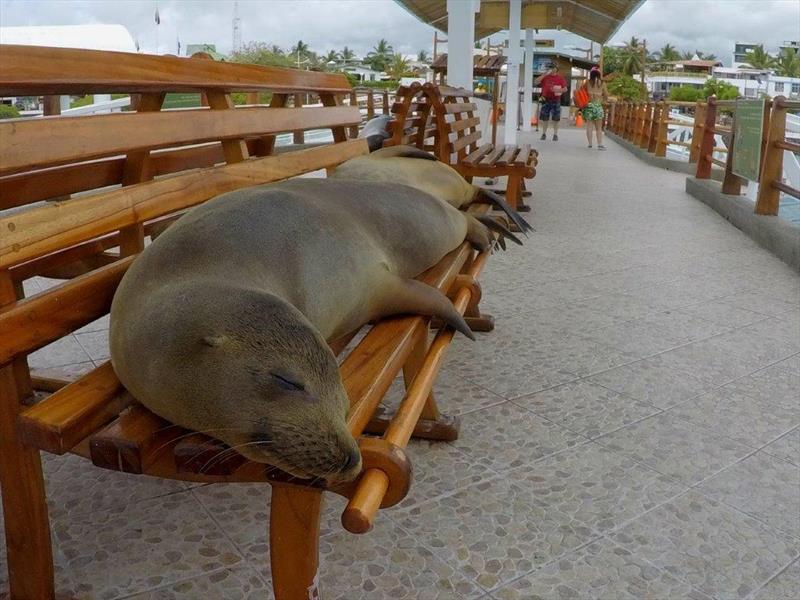 World ARC 2018 - Galapagos - Sea Lion - photo © World Cruising