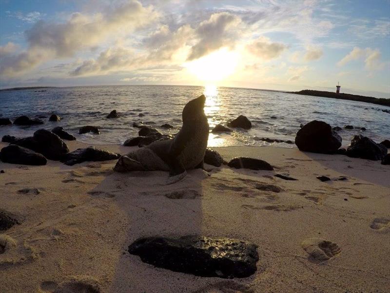 World ARC 2018 - Galapagos - Sea Lion - photo © World Cruising