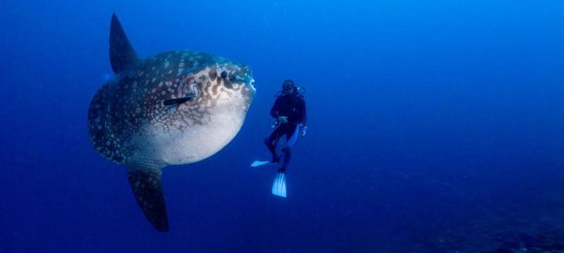 Sunfish photo copyright Island Cruising NZ taken at  and featuring the Cruising Yacht class