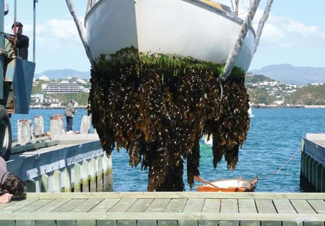 New Biofouling Regulations photo copyright Ministry for Primary Industries taken at  and featuring the Cruising Yacht class