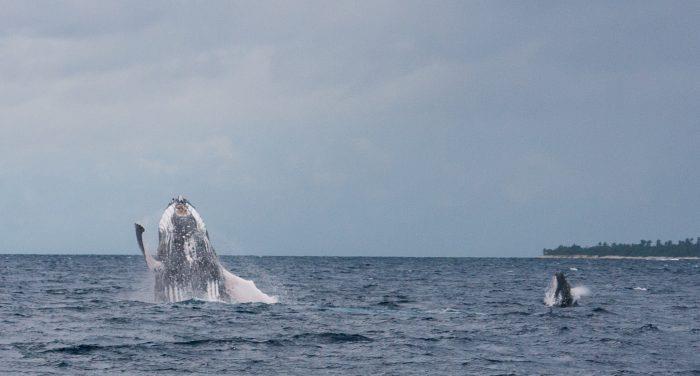 Mother humpback and calf: learning to breach - photo © Dina Aloi & Malcolm MacPhail
