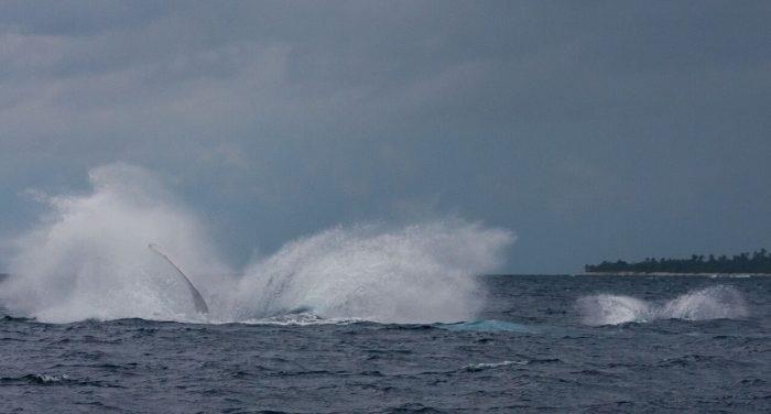 Mother whale and calf splashes after breaching photo copyright Dina Aloi & Malcolm MacPhail taken at  and featuring the Cruising Yacht class