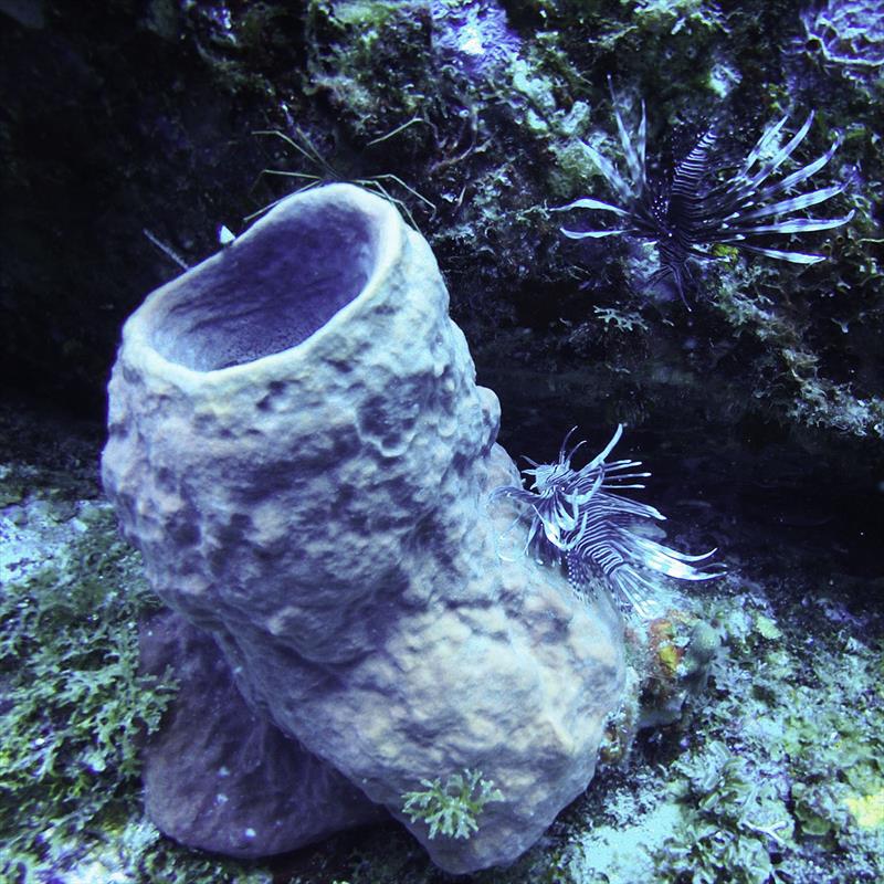  Lionfish waiting to be speared - photo © Mission Ocean