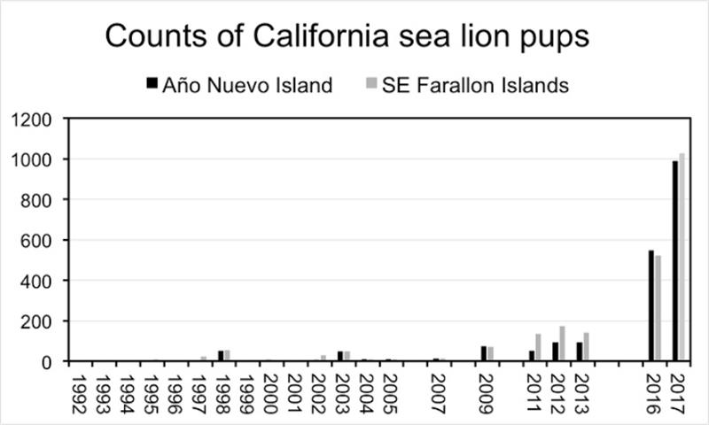 California sea lions have produced hundreds of pups in the Farallon Islands and Año Neuvo Island in the last few years, signaling a shift of reproduction north. - photo © Mark Lowry, Southwest Fisheries Science Center/NOAA Fisheries