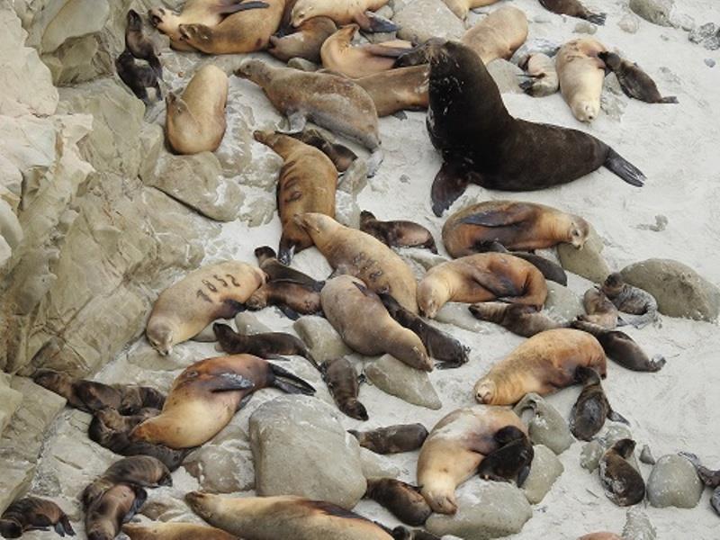 Sea lions congregate in the Channel Islands, their longtime breeding ground. Many animals carry brands as part of population studies photo copyright Sharon Melin / Alaska Fisheries Science Center / NOAA Fisheries taken at  and featuring the Cruising Yacht class