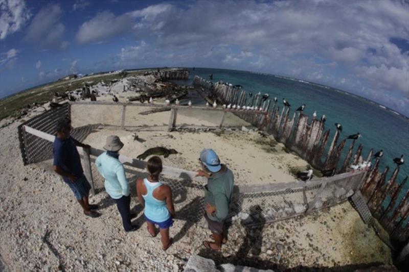 At French Frigate Shoals, veterinarians assess a malnourished seal for rehabilitation - photo © NOAA Fisheries