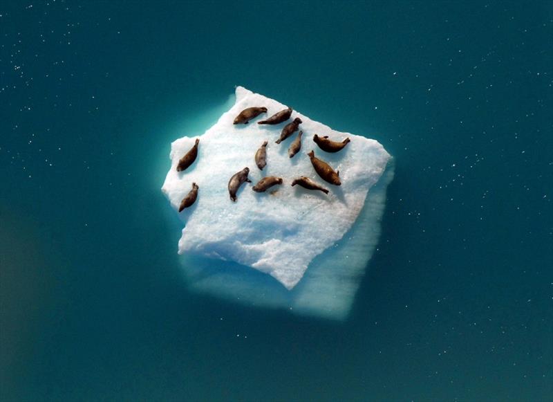 Harbor seals in Disenchantment Bay, Alaska photo copyright NOAA Fisheries taken at  and featuring the Cruising Yacht class