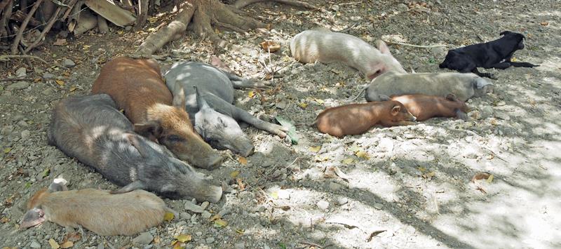 A sleepy kind of village - Dog and Pig Siesta photo copyright Neil Langford taken at  and featuring the Cruising Yacht class