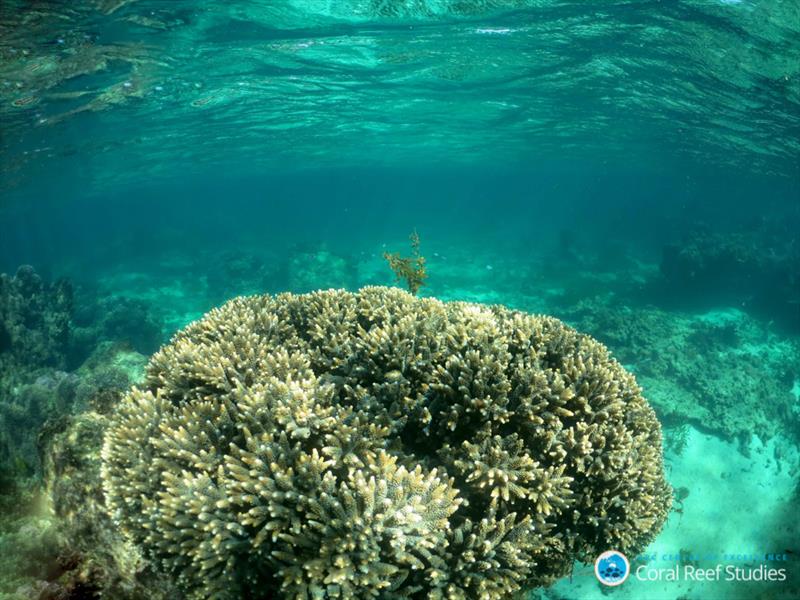 Acropora yongei coral colony Rottnest Island photo copyright Claire Ross, UW taken at  and featuring the Cruising Yacht class