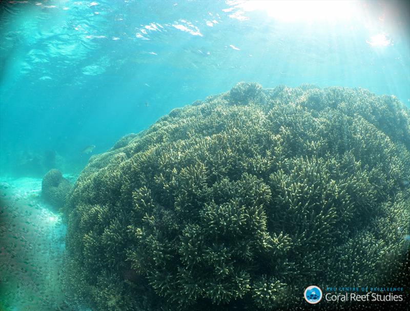 Healthy Acroprid colony on Rottnest Island, Western Australia. - photo © Claire Ross, UWA 