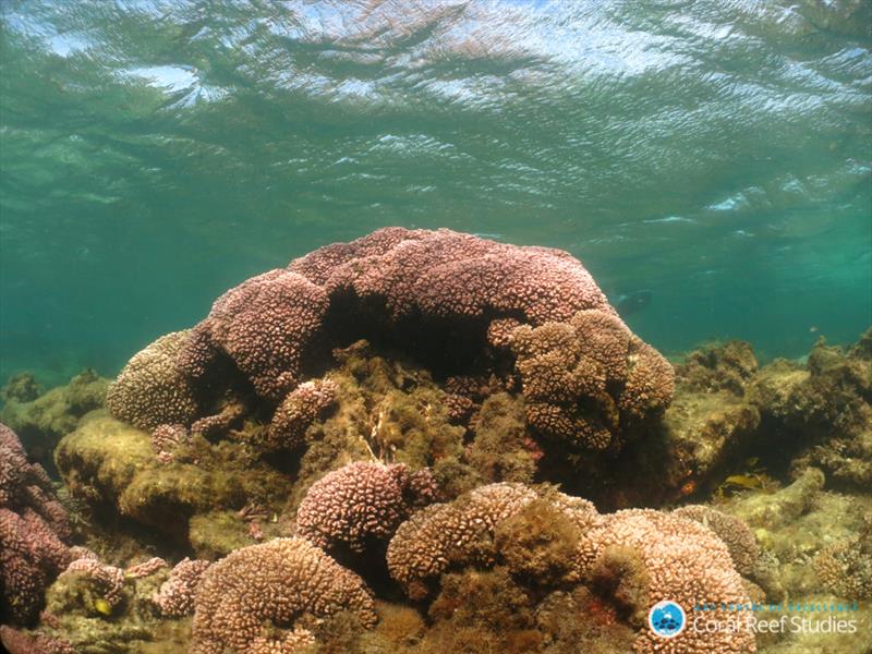 Healthy Pocillorid colony on Rottnest Island, Western Australia photo copyright Claire Ross, UW taken at  and featuring the Cruising Yacht class