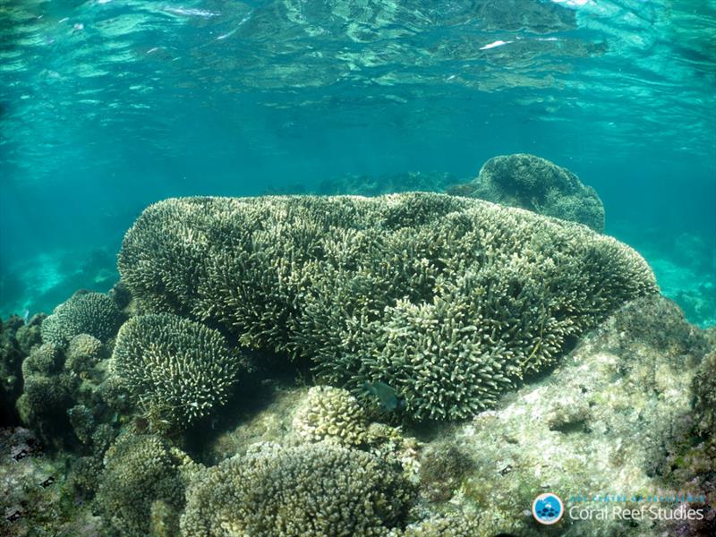 Healthy Acroprid colony on Rottnest Island, Western Australia photo copyright Claire Ross, UW taken at  and featuring the Cruising Yacht class