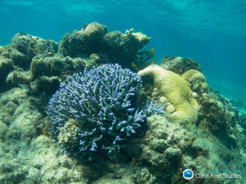 Acroporid colony from Rottnest Island, Western Australia photo copyright Claire Ross, UW taken at  and featuring the Cruising Yacht class