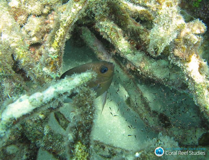A spiny chromis hiding amongst coral rubble on the Great Barrier Reef. - photo © ARC CoE for Coral Reef Studies/ Jennifer Donelson