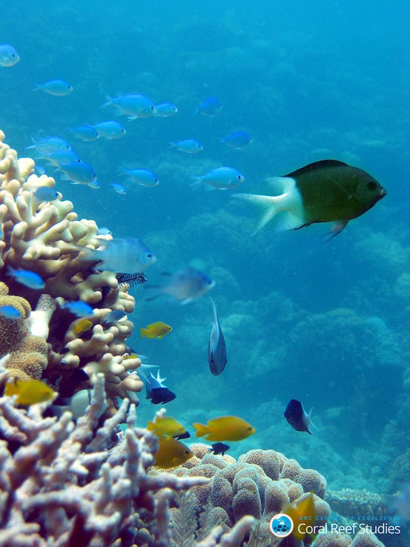 A mature Acanthochromis polyacanthus (spiny chromis) on the Great Barrier Reef. - photo © ARC CoE for Coral Reef Studies/ Mark McCormick