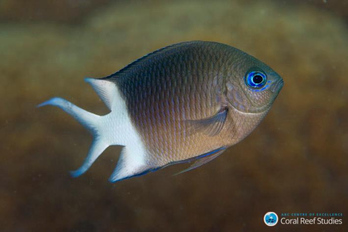 A close up of a spiny chromis (Acanthochromis polyacanthus) photo copyright Joao Krajewski taken at  and featuring the Cruising Yacht class