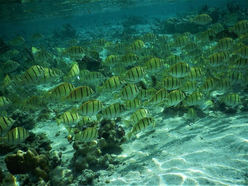 Fish and coral in the Coral Garden photo copyright Andrew and Clare taken at  and featuring the Cruising Yacht class