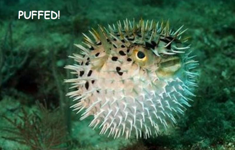 The puffer fish photo copyright Island Cruising NZ taken at  and featuring the Cruising Yacht class