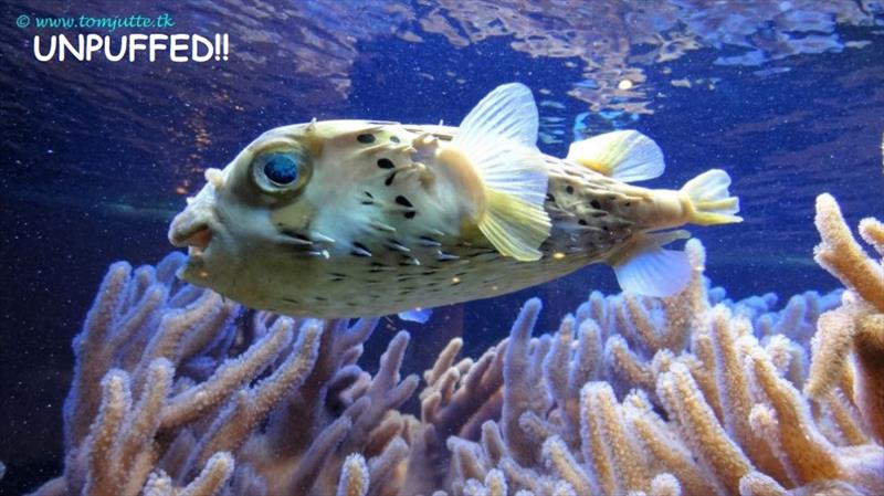 The puffer fish photo copyright Tom Jutte taken at  and featuring the Cruising Yacht class