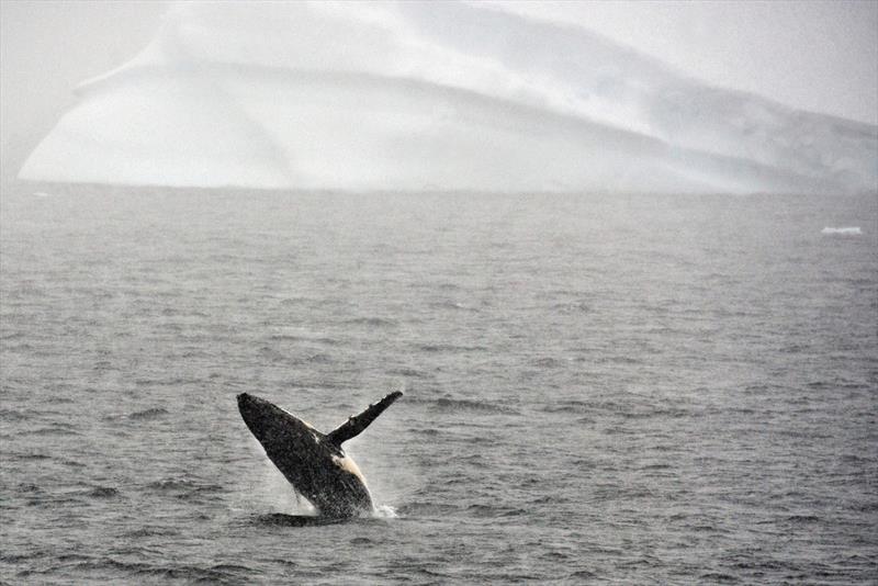 Humpback whales in the southern oceans around Antarctica appear to be breeding successfully, recovering their population.Credit photo copyright Eitan Abramovich / Agence France-Presse — Getty Images taken at  and featuring the Cruising Yacht class