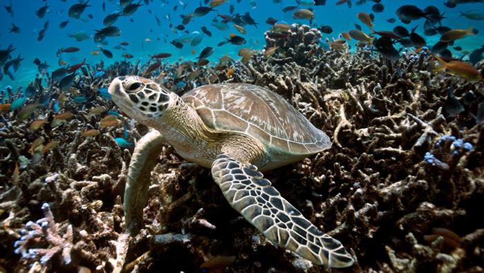 Sea Turtles photo copyright Sea Shepherd Conservation Society taken at  and featuring the Cruising Yacht class